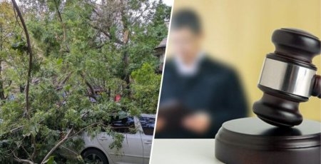 Тернополянин відсудив в міської ради гроші через дерево, котре пошкодило автомобіль