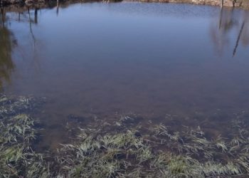 На Тернопільщині судитимуть працівника підприємства за забруднення річки