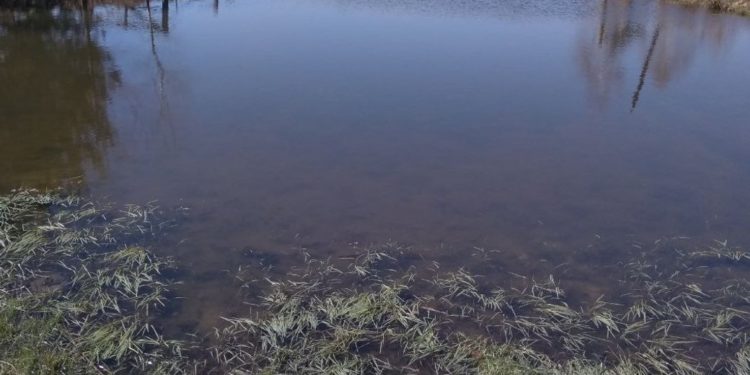 На Тернопільщині судитимуть працівника підприємства за забруднення річки