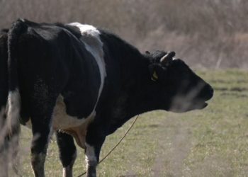 На Тернопільщині в селищі худоба створює проблеми жителям