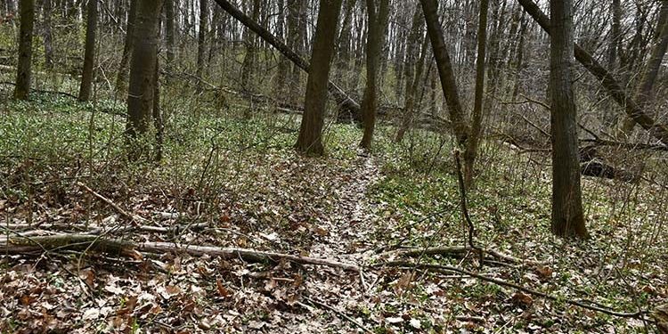 В лісі під Тернополем згвалтували і пограбували жінку