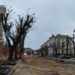 У Тернополі заборонили омолоджувальну обрізку дерев