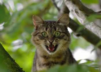 Дві жительки Тернопільщини заразилися сказом від домашнього кота