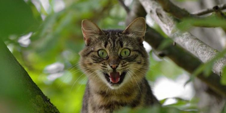 Дві жительки Тернопільщини заразилися сказом від домашнього кота