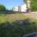 На клумбах у Тернополі замість квітів ростуть бур’яни