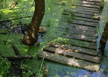 На Тернопільщині у річці знайшли тіло пенсіонерки