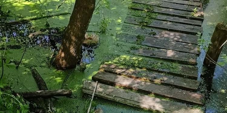 На Тернопільщині у річці знайшли тіло пенсіонерки