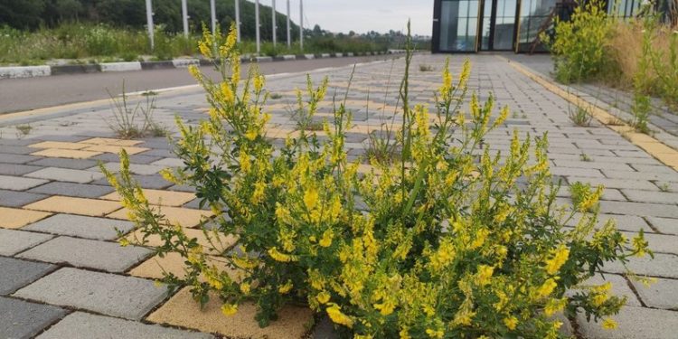 Тернопільська міська рада відповіла на запит щодо утримання “Водної арени”