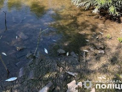 Масову загибель риби зафіксували на Гусятинщині