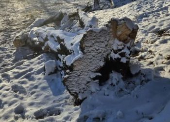 Вирубка дерев на Замковій горі у Теребовлі викликала обурення серед містян