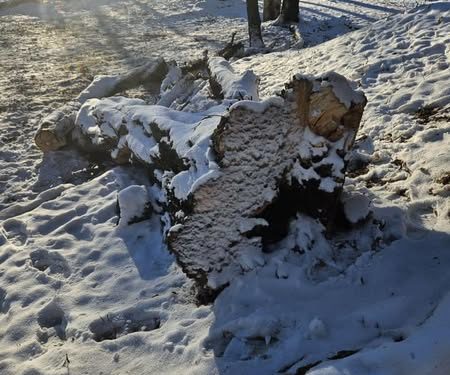 Вирубка дерев на Замковій горі у Теребовлі викликала обурення серед містян