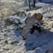 Вирубка дерев на Замковій горі у Теребовлі викликала обурення серед містян