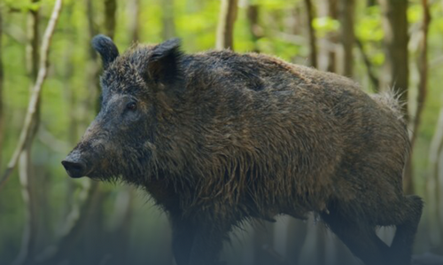 Загроза африканської чуми свиней: які населені пункти Тернопільської області опинилися в зоні ризику