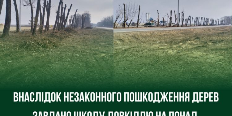 Пошкодження сягають понад пів мільйона гривень: незаконна обрізка дерев біля дороги на Тернопільщині