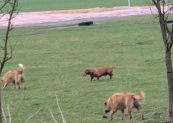 На вулицях Чорткова масово зникають безпритульні собаки: зоозахисники б’ють на сполох