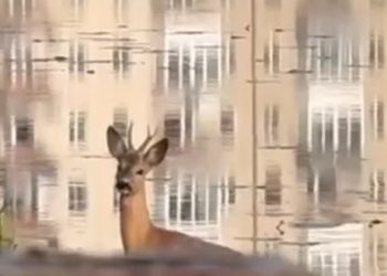 У Тернополі на ставі пропливла косуля