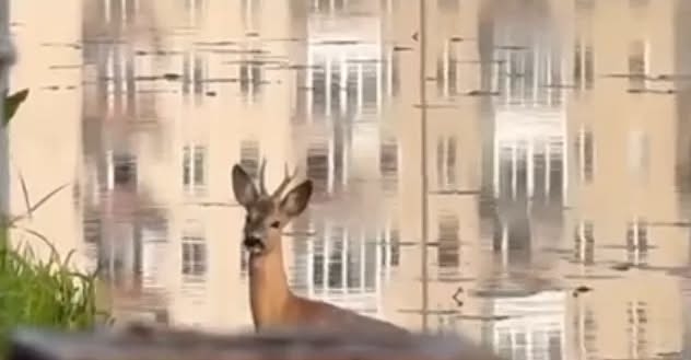 У Тернополі на ставі пропливла косуля