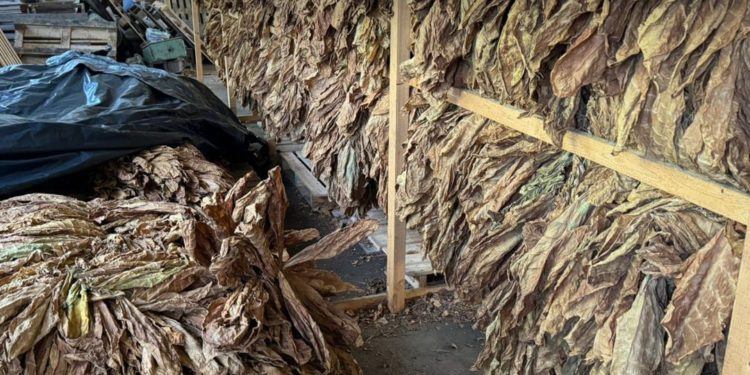 На Тернопільщині викрили незаконну тютюнову фабрику: БЕБ вилучило сировину та зафіксувало переробку