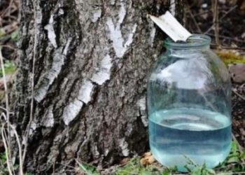 На Тернопільщині оштрафували лісника, що вимагав хабар за збирання березового соку