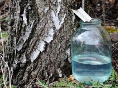 На Тернопільщині оштрафували лісника, що вимагав хабар за збирання березового соку