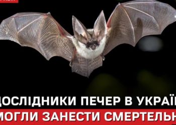 Тернопільські печери — джерело смертельного грибка, що знищив мільйони кажанів у США
