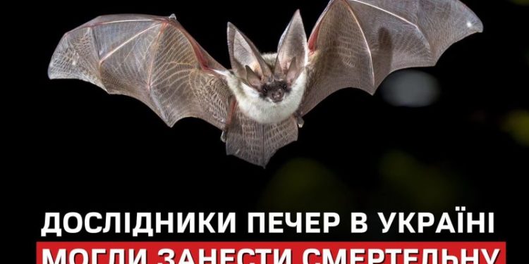 Тернопільські печери — джерело смертельного грибка, що знищив мільйони кажанів у США