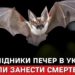 Тернопільські печери — джерело смертельного грибка, що знищив мільйони кажанів у США