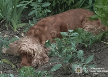У Тернополi полiцейськi вiдкрили кримiнальне провадження за фактом жорстокого поводження з твариною