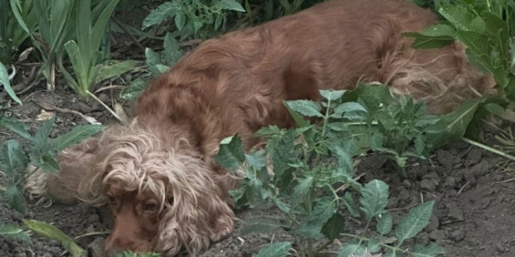 У Тернополi полiцейськi вiдкрили кримiнальне провадження за фактом жорстокого поводження з твариною