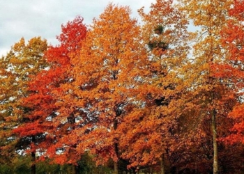 На Тернопільщині райагроліс заплатить 700 тис. грн за зрубані 80 дубів
