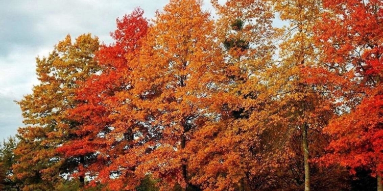 На Тернопільщині райагроліс заплатить 700 тис. грн за зрубані 80 дубів