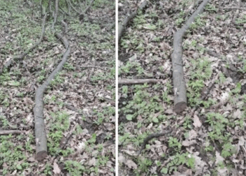 На Тернопільщині суд конфіскував у боржника стовбур