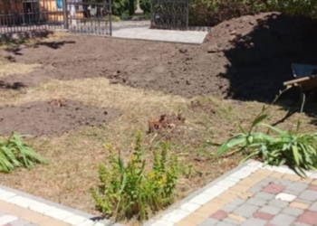 Скандал у Чорткові: біля мистецької школи вирубали калинові насадження