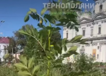 Головна клумба навпроти Катедри в Тернополі уже заросла деревами