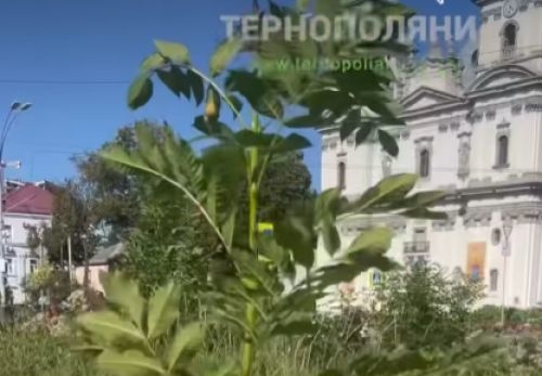 Головна клумба навпроти Катедри в Тернополі уже заросла деревами