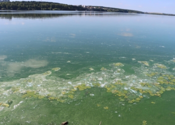 Вода вздовж берега зелена: у Тернополі знову зацвів став