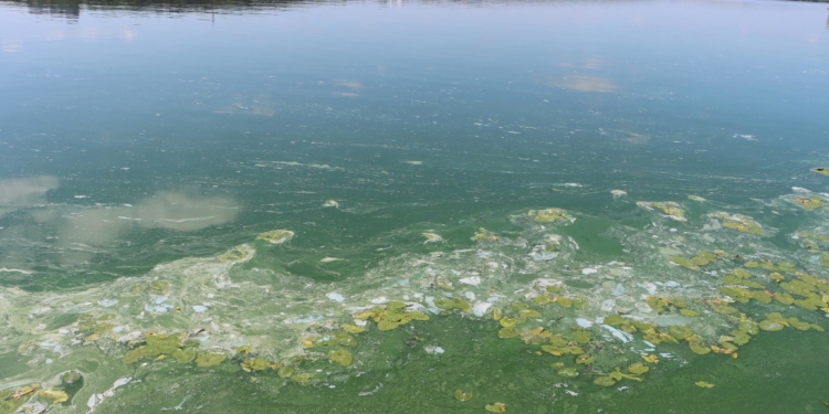 Вода вздовж берега зелена: у Тернополі знову зацвів став