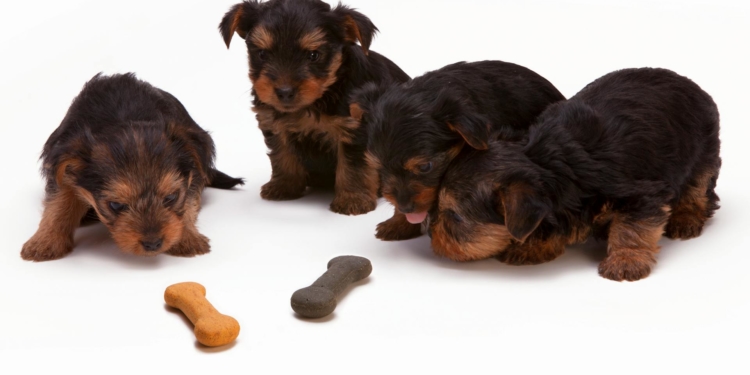 корм для цуценят