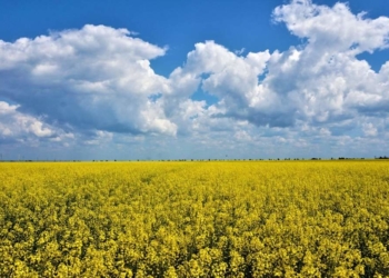 На території кладовища біля Тернополя виявили посіви ріпаку