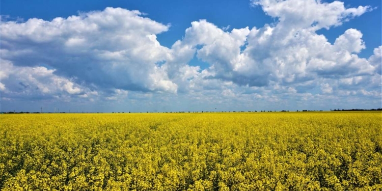 На території кладовища біля Тернополя виявили посіви ріпаку