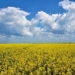 На території кладовища біля Тернополя виявили посіви ріпаку