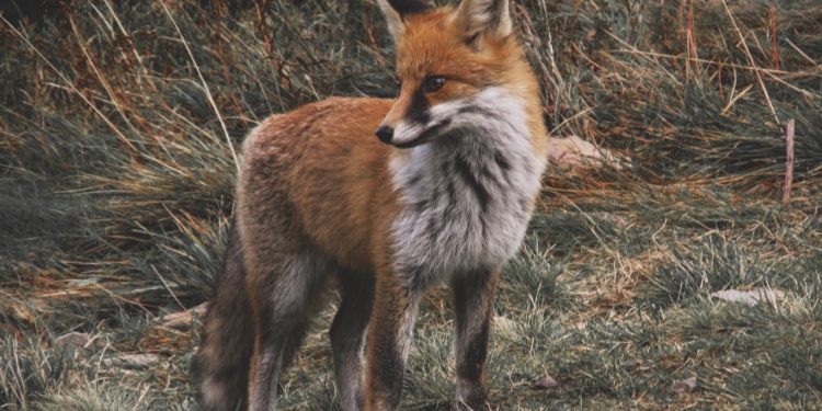 fox wild ternopil