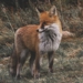 fox wild ternopil