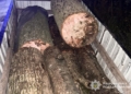 У Підгаєцькій громаді викрили незаконну порубку дерев у зоологічному заказнику