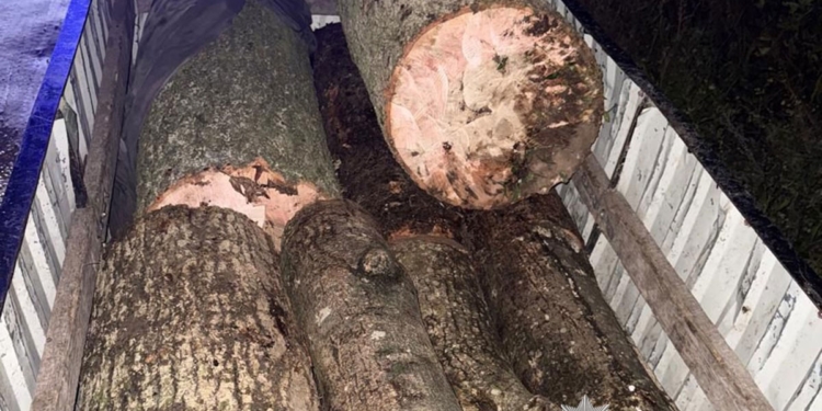 У Підгаєцькій громаді викрили незаконну порубку дерев у зоологічному заказнику