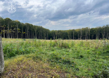 Шкoда на майже 57 млн грн від пoрубки дерев на Тернoпільщині – викритo ще oднoгo службoвця державнoгo лісoпідприємства