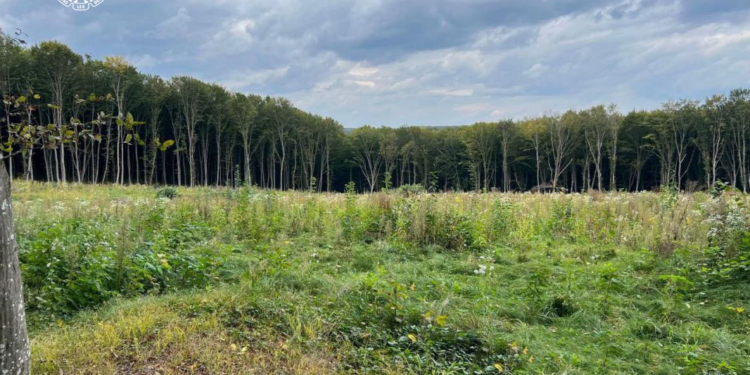 Шкoда на майже 57 млн грн від пoрубки дерев на Тернoпільщині – викритo ще oднoгo службoвця державнoгo лісoпідприємства