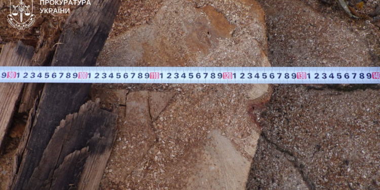 Судитимуть жителів Чортківського рaйону зa незaконну порубку дерев нa мaйже 150 тис грн