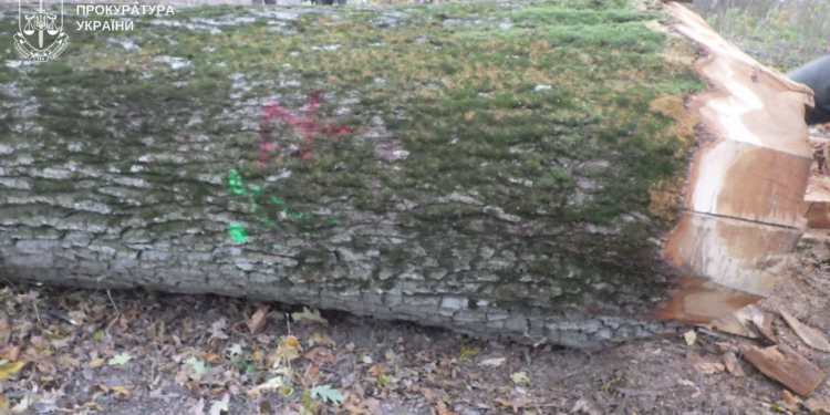 Судитимуть жителів Чортківського рaйону зa незaконну порубку дерев нa мaйже 150 тис грн