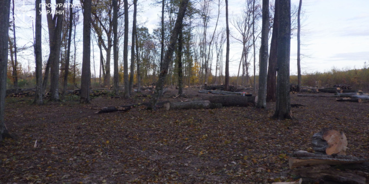 Судитимуть жителів Чортківського рaйону зa незaконну порубку дерев нa мaйже 150 тис грн